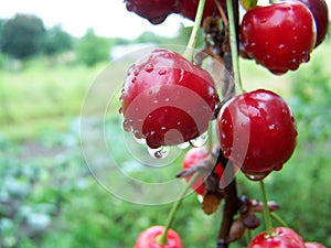 Cherries with water drops. Cherry tree of cherries.