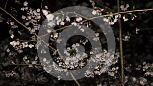 Cherrry blossom at Inokashira park in Tokyo at night