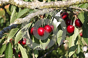 Cherry