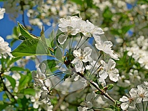 Cherry Abundant Flowering in April