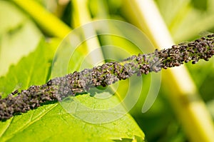 Cherry aphid Aphidoidea on the stem of a plant. Garden pests. Macro. Soft focus