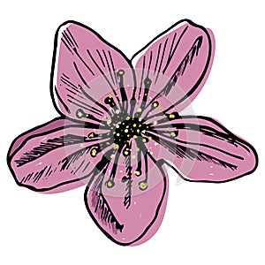 Cherry or Apple Blossom flower in a vector style isolated. Colorful trendy sketch. Flower Illustration