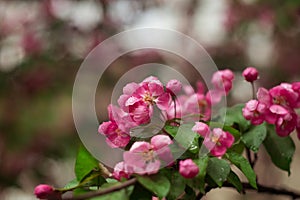 Cherry apple tree blossom. Pink flowers. Soft focus. Spring time