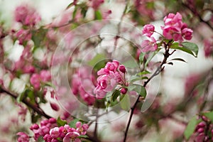 Cherry apple tree blossom. Pink flowers. Soft focus. Spring time