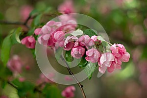 Cherry apple tree blossom. Pink flowers. Soft focus. Spring time