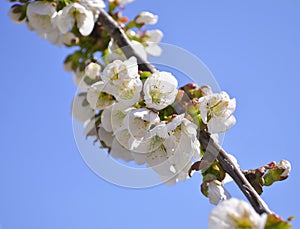 Cherry, apricot and peach tree flowers in spring. Pollination by bees of flowers on the branches