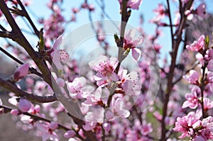 Cherry, apricot and peach tree flowers in spring. Pollination by bees of flowers on the branches