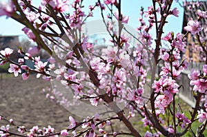 Cherry, apricot and peach tree flowers in spring. Pollination by bees of flowers on the branches