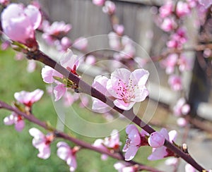 Cherry, apricot and peach tree flowers in spring. Pollination by bees of flowers on the branches