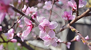 Cherry, apricot and peach tree flowers in spring. Pollination by bees of flowers on the branches