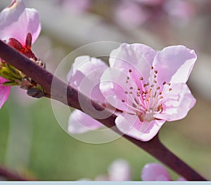 Cherry, apricot and peach tree flowers in spring. Pollination by bees of flowers on the branches