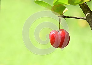 Cherry Background