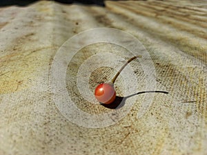 The cherry baleci fruit is so beautiful