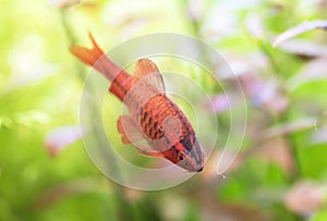 cherry barb in aquarium