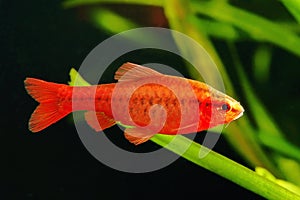 Cherry barb