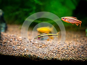 Cherry barb Puntius titteya isolated on a fish tank with blurred background