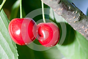 Cherry basket cherry tree branch fresh cherries sweet cherries