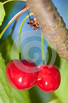Cherry basket cherry tree branch fresh cherries sweet cherries
