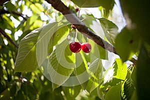 Cherry basket cherry tree branch fresh cherries sweet cherries