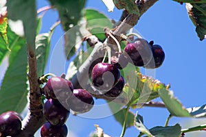 Cherry basket cherry tree branch fresh cherries sweet cherries