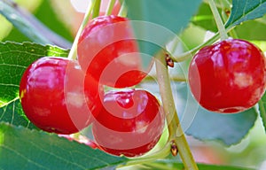 The cherry is a beautiful berry appetizing the mouth watered