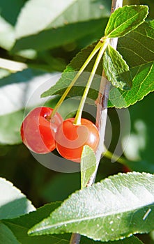 The cherry is a beautiful berry appetizing the mouth watered