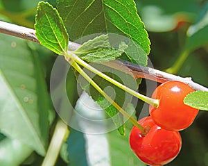 The cherry is a beautiful berry appetizing the mouth watered