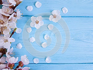 Cherry beautiful blossom may branch springtime on blue wooden background