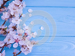 Cherry beautiful blossom may celebration branch springtime on blue wooden background