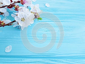 Cherry beautiful blossom may celebration decoration branch springtime on blue wooden background