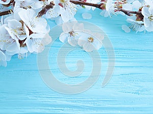 Cherry beautiful blossom may holiday summer vintage celebration branch springtime on blue wooden background