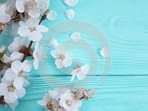 Cherry beautiful blossom may vintage celebration branch springtime on blue wooden background