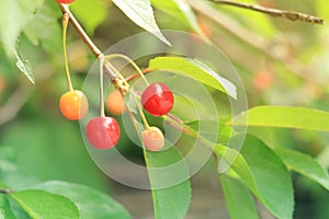 Cherry berries on a branch close-up