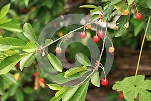 Cherry berries on a branch close-up