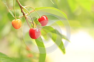 Cherry berries on a branch close-up