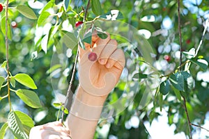 Cherry Berries on Cherry-Tree
