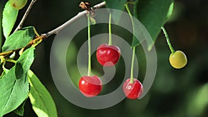 Cherry berries on the tree. Cherry on the tree, High vitamin C and antioxidant fruits. Fresh organic on the tree.