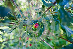 Cherry berry on a branch photo