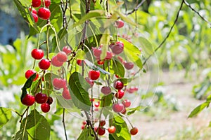 Cherry berry. Ripe sweet cherries hanging from the branch of a cherry tree. Tree with red berries as nature background