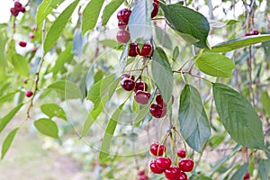 Cherry berry. Ripe sweet cherries hanging from the branch of a cherry tree. Tree with red berries as nature background