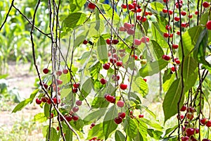 Cherry berry. Ripe sweet cherries hanging from the branch of a cherry tree. Tree with red berries as nature background