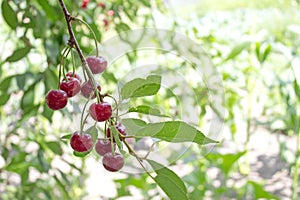 Cherry berry. Ripe sweet cherries hanging from the branch of a cherry tree. Tree with red berries as nature background