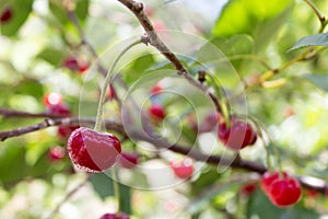 Cherry berry. Ripe sweet cherries hanging from the branch of a cherry tree. Tree with red berries as nature background