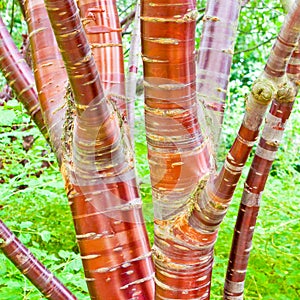 Ciliegia betulla un albero 