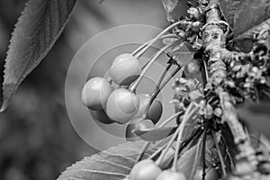 Cherry in black and white