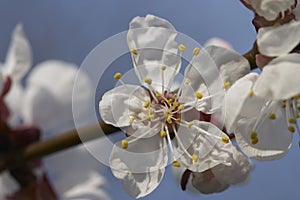 Cherry bloom