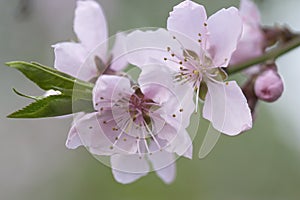 Cherry bloom photo