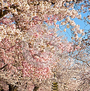Cherry bloom abundance in Washington DC.