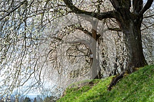 Cherry bloom in the spring in the german region Bergstrasse in Hessen with beautiful big old trees blooming taken at daylight with