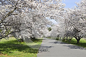 Cherry bloom street